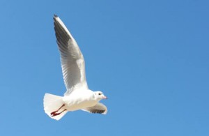fly to LH